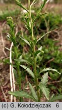 Lepidium densiflorum (pieprzyca gęstokwiatowa)