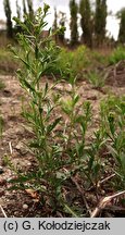 Lepidium densiflorum (pieprzyca gęstokwiatowa)