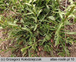 Lepidium densiflorum (pieprzyca gęstokwiatowa)