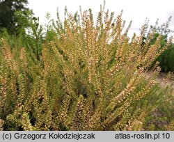 Lepidium densiflorum (pieprzyca gęstokwiatowa)