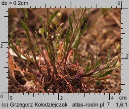 Lepidium ruderale (pieprzyca gruzowa)