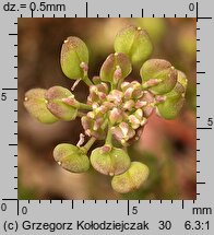 Lepidium ruderale (pieprzyca gruzowa)