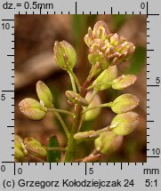 Lepidium ruderale (pieprzyca gruzowa)