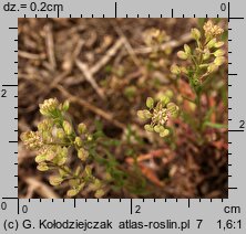 Lepidium ruderale (pieprzyca gruzowa)