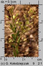 Lepidium ruderale (pieprzyca gruzowa)