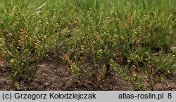 Lepidium ruderale (pieprzyca gruzowa)