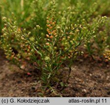 Lepidium ruderale (pieprzyca gruzowa)
