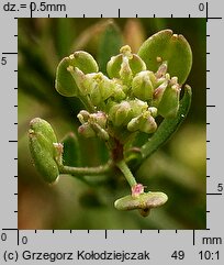 Lepidium ruderale (pieprzyca gruzowa)