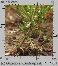 Lepidium ruderale (pieprzyca gruzowa)