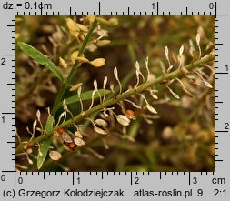 Lepidium ruderale (pieprzyca gruzowa)