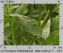 Cardaria draba (pieprznik przydrożny)