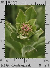 Cardaria draba (pieprznik przydrożny)