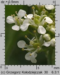 Cardaria draba (pieprznik przydrożny)
