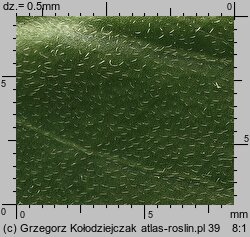 Cardaria draba (pieprznik przydrożny)