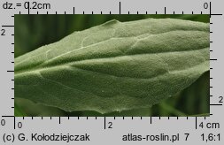 Cardaria draba (pieprznik przydrożny)