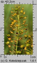 Cardaria draba (pieprznik przydrożny)