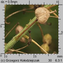 Cardaria draba (pieprznik przydrożny)