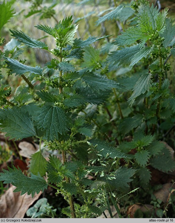 Urtica urens (pokrzywa żegawka)