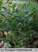 Urtica urens (pokrzywa żegawka)