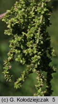 Urtica dioica (pokrzywa zwyczajna)