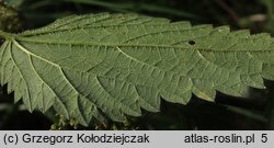 Urtica dioica (pokrzywa zwyczajna)