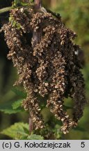 Urtica dioica (pokrzywa zwyczajna)