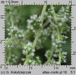 Urtica dioica (pokrzywa zwyczajna)