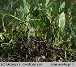 Convolvulus arvensis (powój polny)