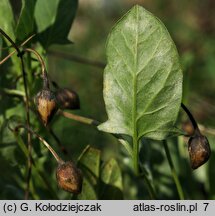 Convolvulus arvensis (powój polny)