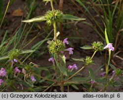 Galeopsis ladanum (poziewnik polny)