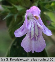 Galeopsis ladanum (poziewnik polny)