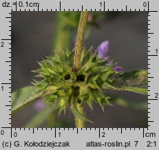 Galeopsis ladanum (poziewnik polny)