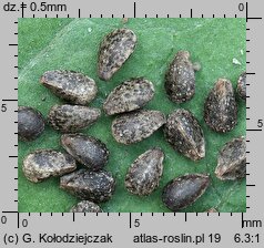 Galeopsis ladanum (poziewnik polny)