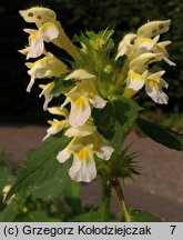 Galeopsis speciosa (poziewnik pstry)