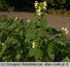 Galeopsis speciosa (poziewnik pstry)