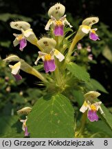 Galeopsis speciosa (poziewnik pstry)