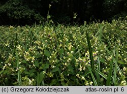 Galeopsis speciosa (poziewnik pstry)