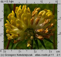 Anthyllis vulneraria ssp. vulneraria (przelot pospolity typowy)