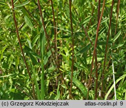 Anthyllis vulneraria ssp. vulneraria (przelot pospolity typowy)