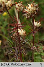 Anthyllis vulneraria ssp. vulneraria (przelot pospolity typowy)