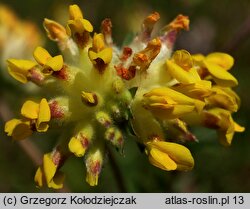 Anthyllis vulneraria ssp. vulneraria (przelot pospolity typowy)