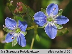 Veronica beccabunga (przetacznik bobowniczek)