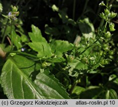 Veronica beccabunga (przetacznik bobowniczek)