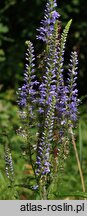 Veronica longifolia ssp. maritimum (przetacznik długolistny)