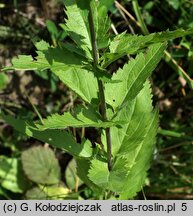 Veronica longifolia ssp. maritimum (przetacznik długolistny)