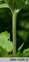 Veronica longifolia (przetacznik długolistny)