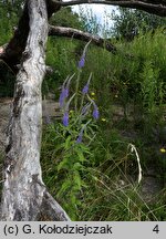 Veronica longifolia ssp. maritimum (przetacznik długolistny)