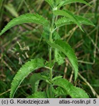 Veronica longifolia (przetacznik długolistny)