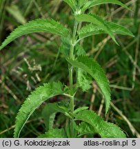 Veronica longifolia ssp. maritimum (przetacznik długolistny)