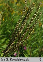 Veronica longifolia ssp. maritimum (przetacznik długolistny)